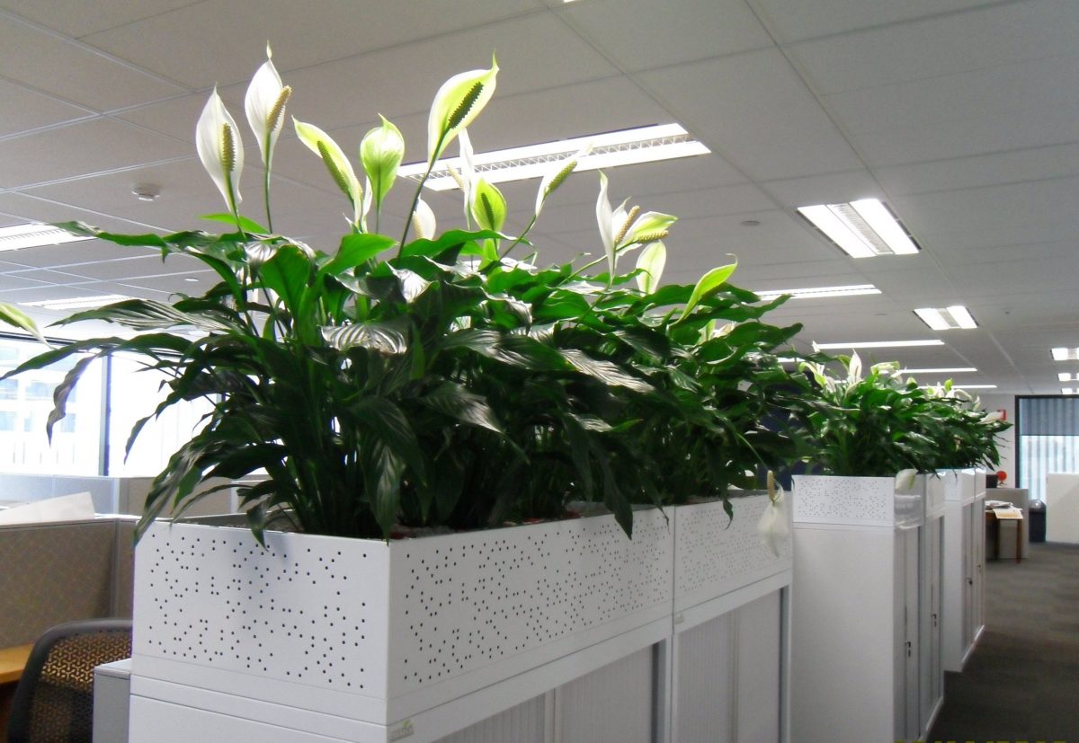 Plantas de interior para cubículo de oficina